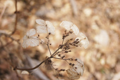 Close-up of wilted plant