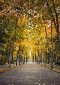 Empty road along trees during autumn
