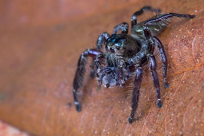 Close-up of jumping spider on dry leaf