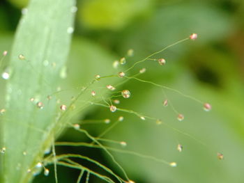 Close-up of water drops on plant