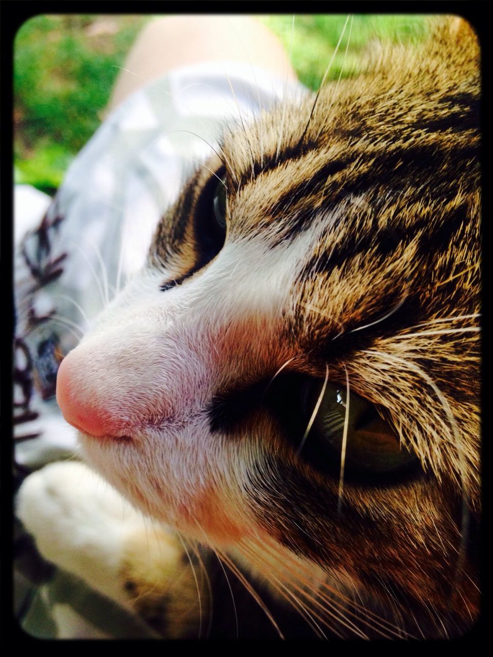 transfer print, one animal, domestic animals, animal themes, pets, auto post production filter, mammal, close-up, animal head, animal body part, dog, part of, indoors, focus on foreground, animal eye, selective focus, whisker, snout, portrait, looking away