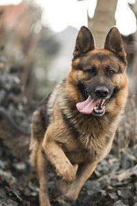 Close-up portrait of dog