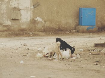 Horse relaxing outdoors