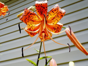 Close-up of butterfly on flower