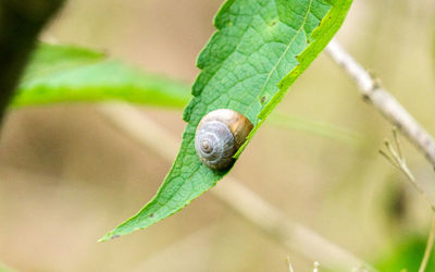 Close-up of snail on plant