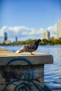 Bird perching on retaining wall against sky