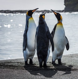 View of two penguins on beach