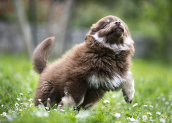 Close-up of dog on grassy field