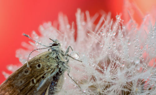 Close-up of insect on flower