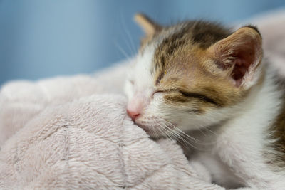 Close-up of cat sleeping