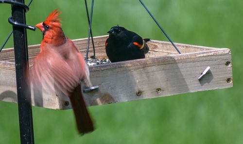 Close-up of birds perching on wood