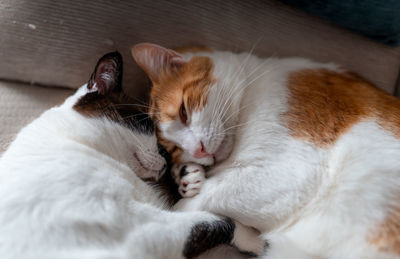 Close-up of cat sleeping