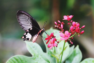 Close-up of butterfly perching on pink flower