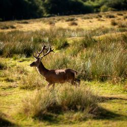 Deer in a field