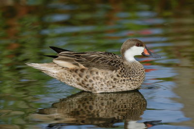 A red-billed teal