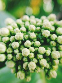 Close-up of fresh purple flower buds