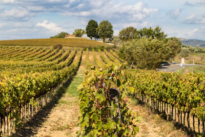 Scenic view of vineyard against sky