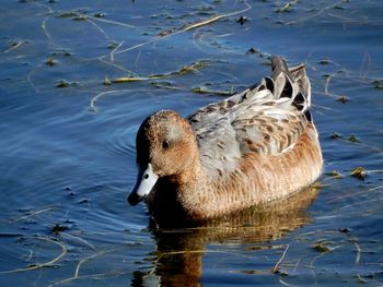 High angle view of duck swimming in lake