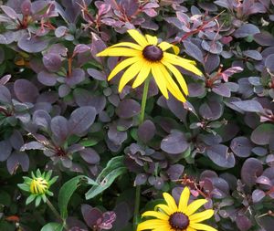 Close-up of yellow flowers blooming outdoors