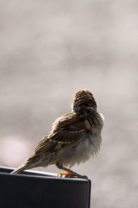 Low angle view of bird perching on wood against sky