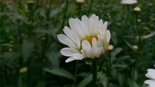 Close-up of white flower blooming outdoors