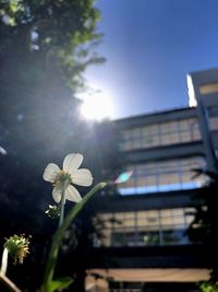 Low angle view of flowering plant against sky