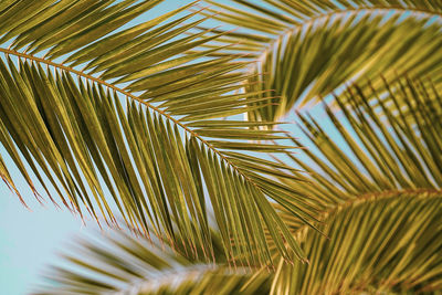 Full frame shot of palm tree