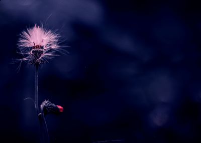 Close-up of wilted dandelion flower