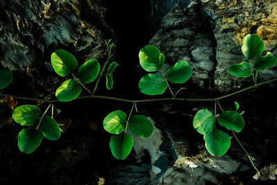 Close-up of plants