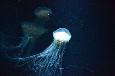 Close-up of jellyfish swimming in aquarium