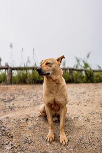 Dog looking away on land