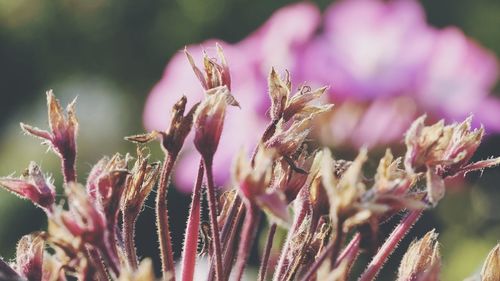 Close-up of pink flowering plant