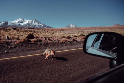 Fox on road seen through car window