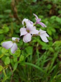 Close-up of white flowers blooming outdoors