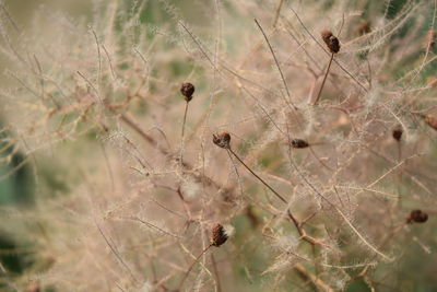 Close-up of dead plant