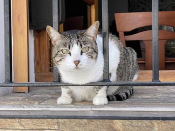 Portrait of cat sitting on window ledge in colmenar, southern spain. 