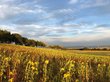 Scenic view of field against sky