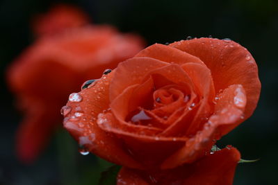 Close-up of wet red rose