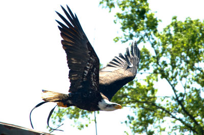 Low angle view of eagle flying against clear sky