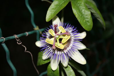 Close-up of purple flower in bloom