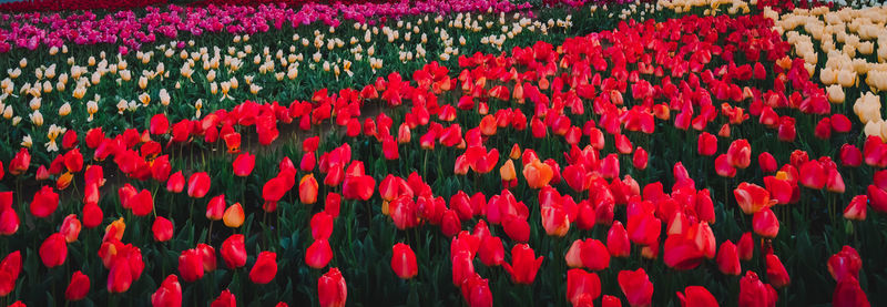 Full frame shot of red tulips