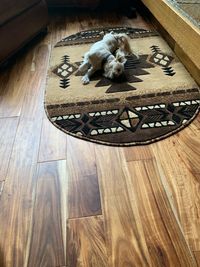 High angle view of cat relaxing on hardwood floor