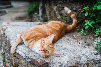 Portrait of cat lying outdoors