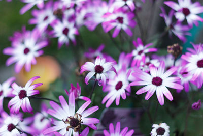 Close-up of purple flowers blooming outdoors