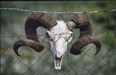 Close-up of barbed wire hanging on chainlink fence