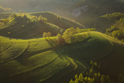 High angle view of agricultural field