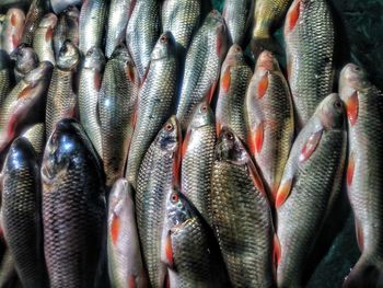 Close-up of fish for sale at market