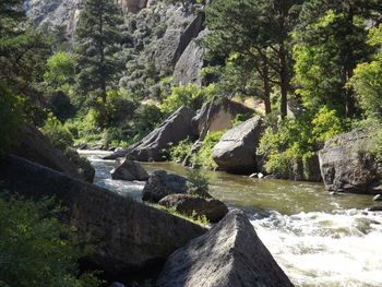 Scenic view of waterfall in forest