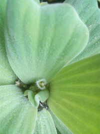 Macro shot of green flower