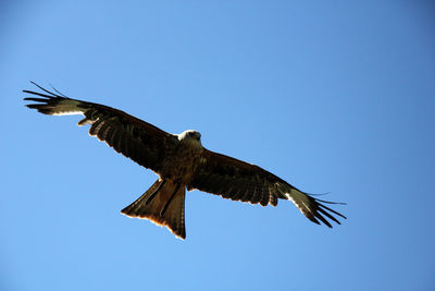 Low angle view of eagle flying against clear blue sky